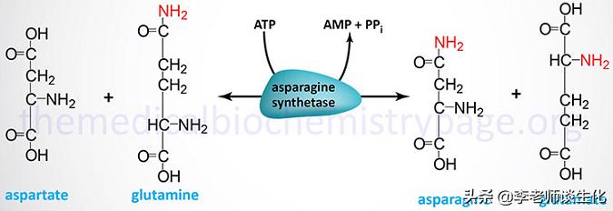 猪必需氨基酸和非必需氨基酸,人体必需氨基酸非必需氨基酸