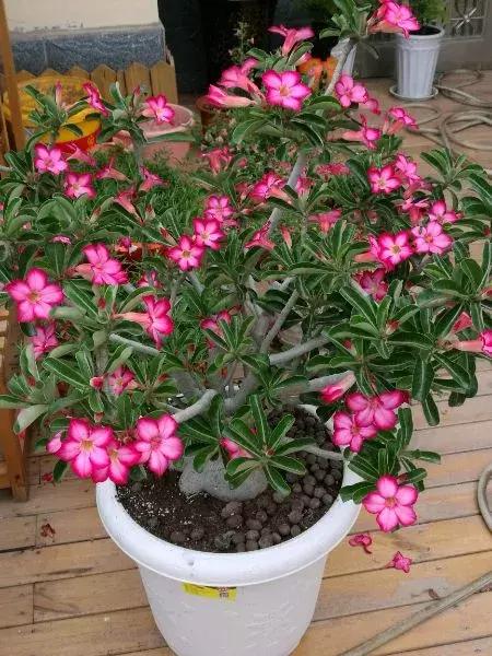 这10种花不怕晒,这3种花不能懒着养