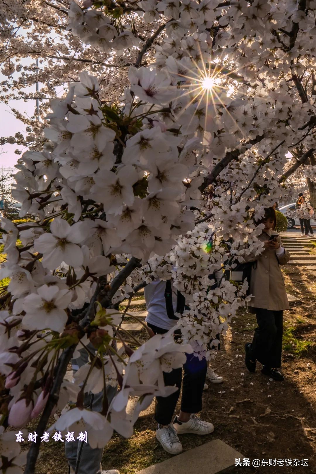 网红美景,网红一棵树樱花园
