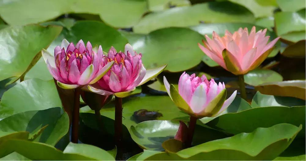 第一次来苏杭旅游必看本地人建议,新手玩游戏的必看