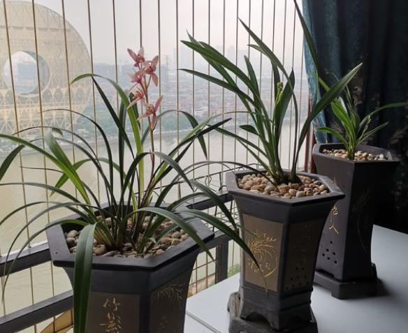 给兰花施肥，高手都是自己“调配”，偷偷告诉你“配方”，特好用