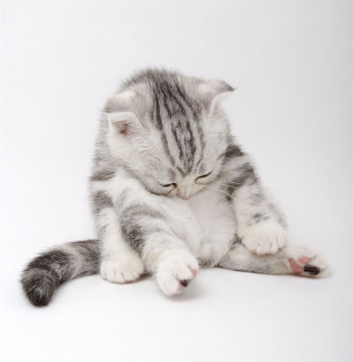 对折耳根的恐惧,不听劝养折耳猫