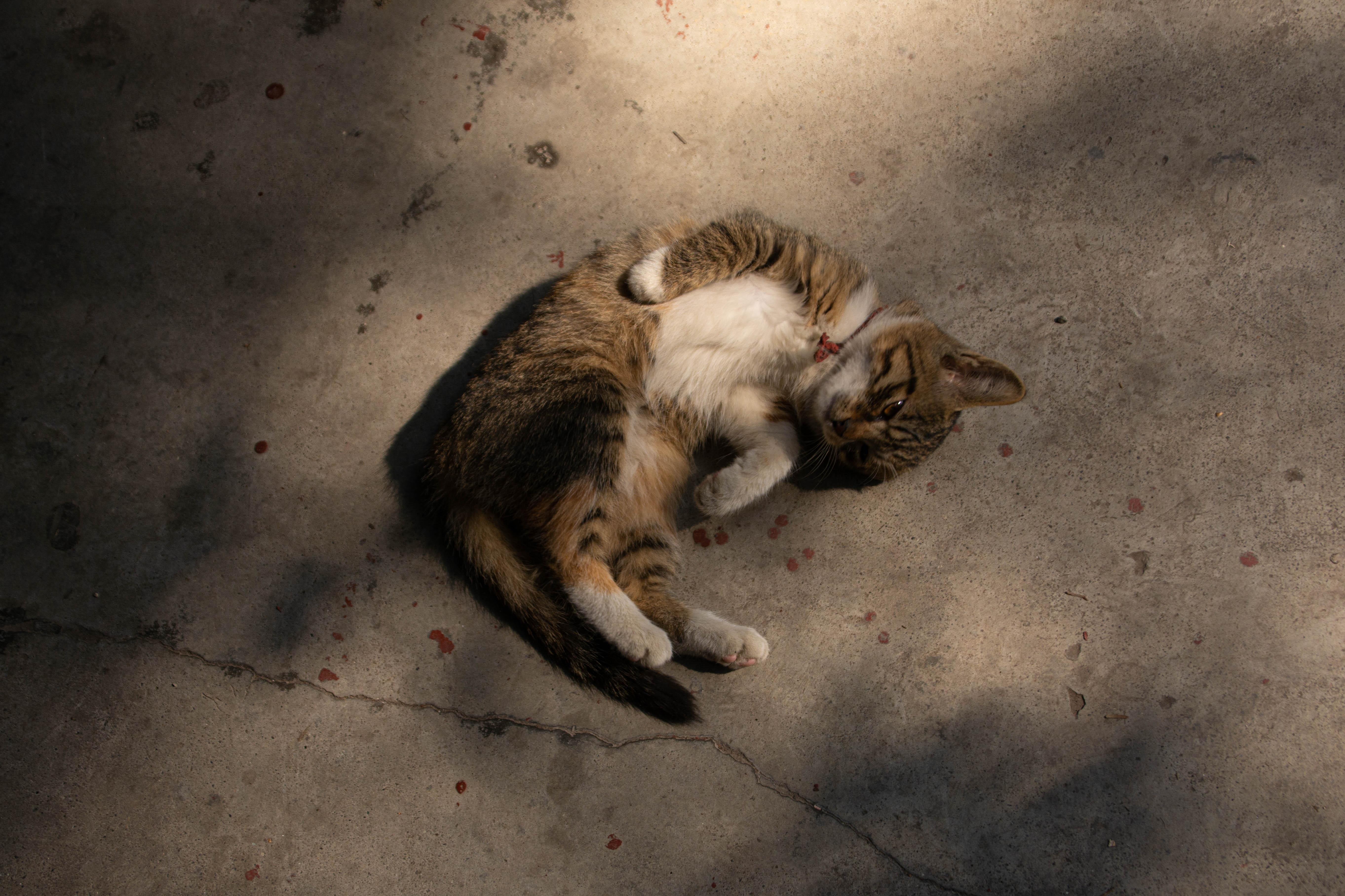 成都十三座清真寺,成都土桥上寺清真寺