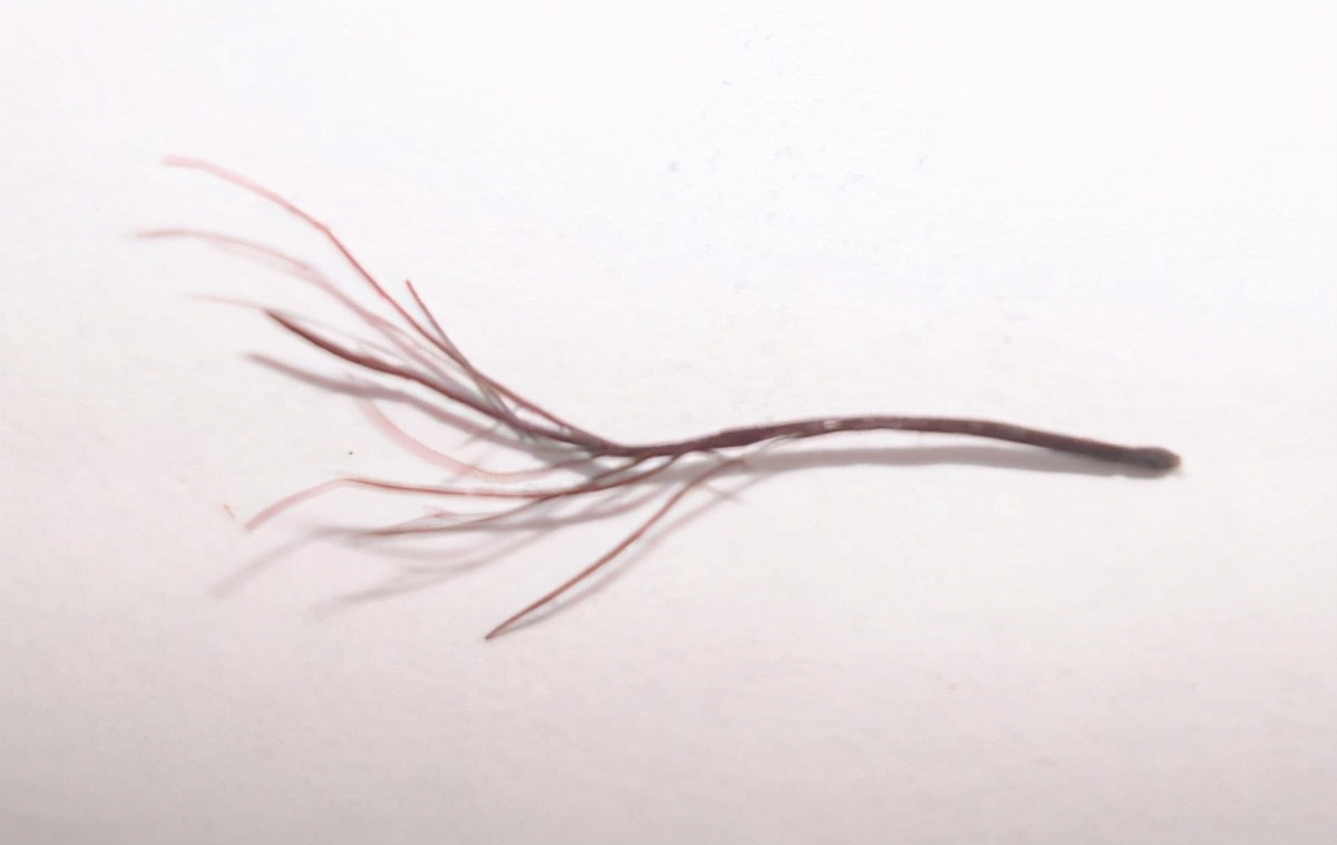 发梢分叉如何护理,发梢分叉处断裂怎么修复