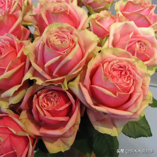 月季有盲枝是什么原因,春天月季全部都是盲芽是什么原因