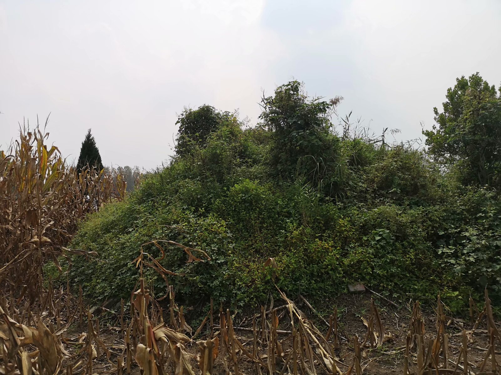 俞伯牙墓为什么在固镇,俞伯牙墓出土