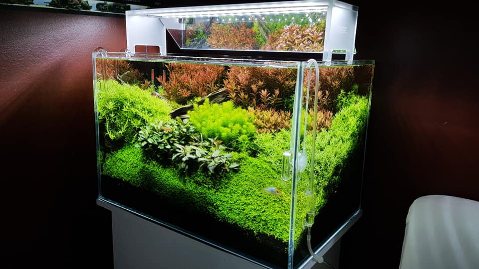 鱼缸硝化系统建立时要换水吗,鱼缸加黄粉还能建立硝化系统吗