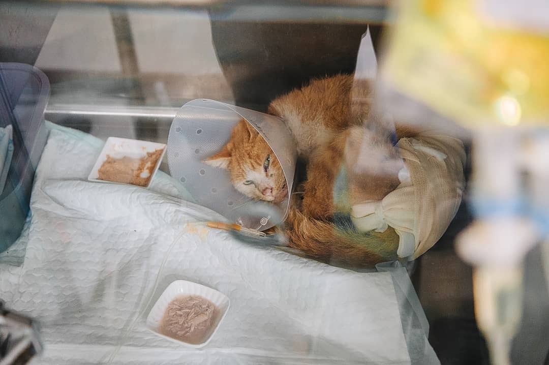 猫咪真菌感染和球菌感染怎么治疗,猫病症状大全书