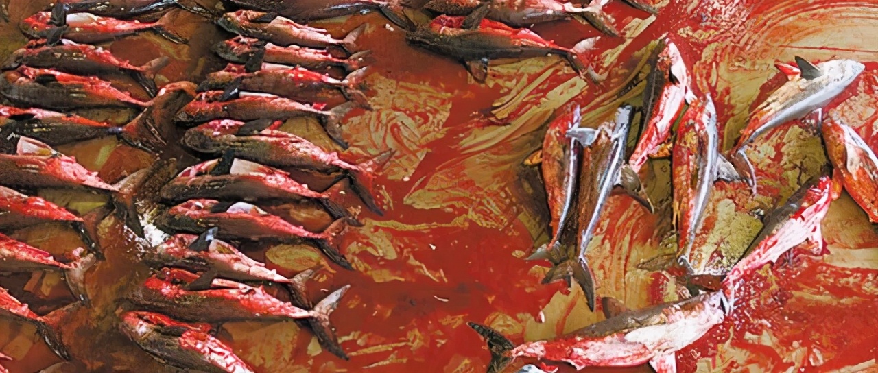 鱼翅是什么玩意儿,鱼翅是啥玩意儿