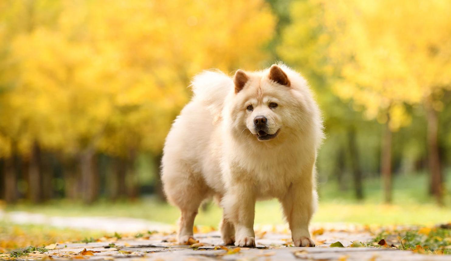 中国比较古老的犬,中国古老狗狗