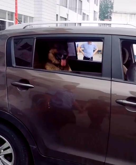 深圳警犬基地能领养警犬吗,警犬领养退役警犬价格一览表