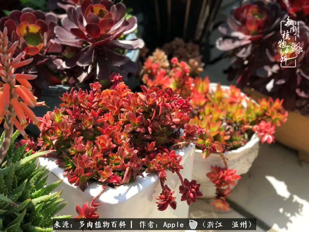 多肉成长记观察记录怎么写,多肉成长记录观察展板