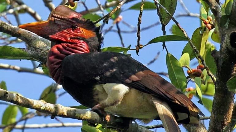 头骨最值钱鸟,头骨很珍贵的鸟