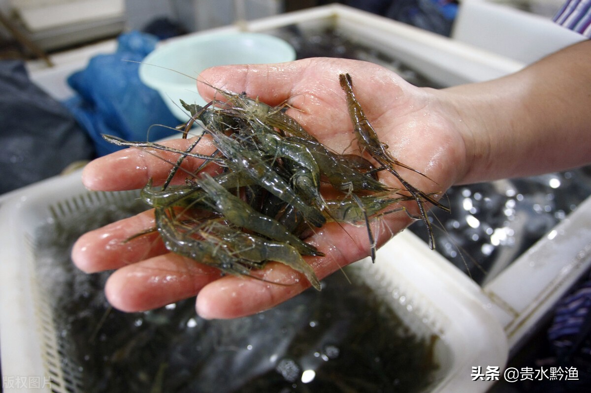 稻田养虾技术虾的病害防治,虾类养殖常见疾病及防治方法