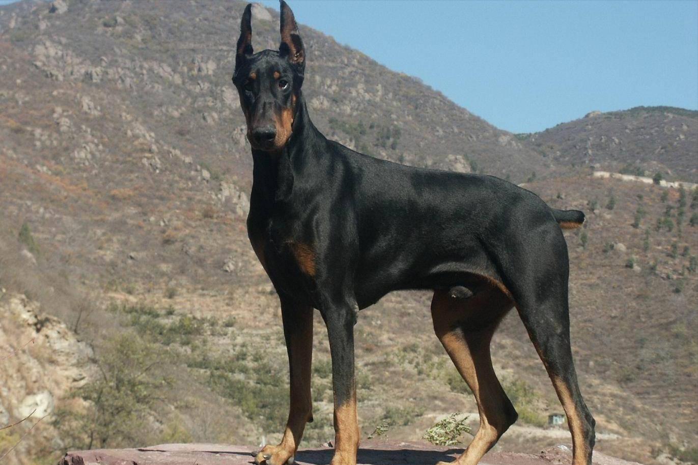 世界上被禁养的5种狗狗,十大恶犬加纳利犬