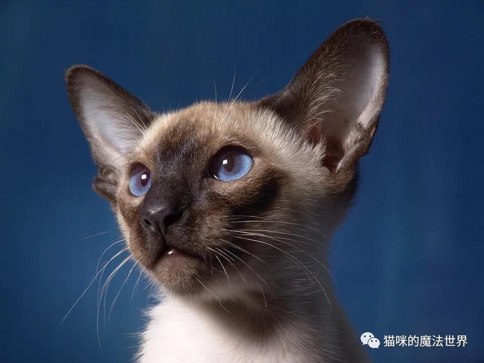 猫咪品种大盘点3：暹罗猫