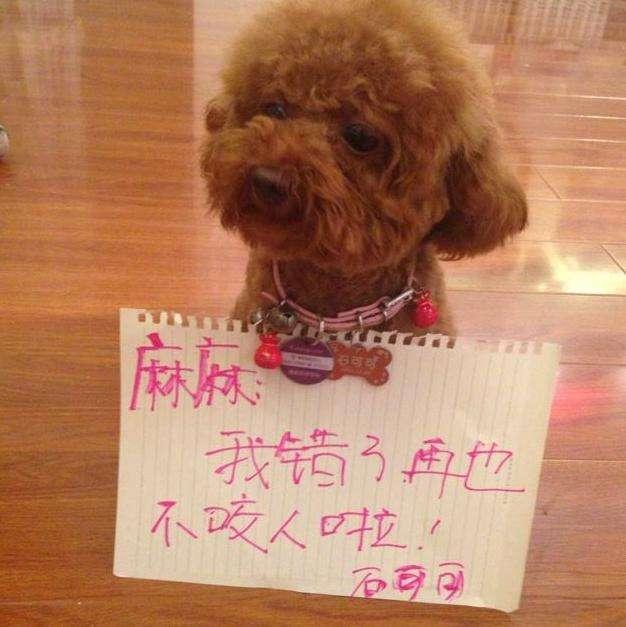 怎么样的惩罚能让泰迪咬人,怎样训泰迪让泰迪听话