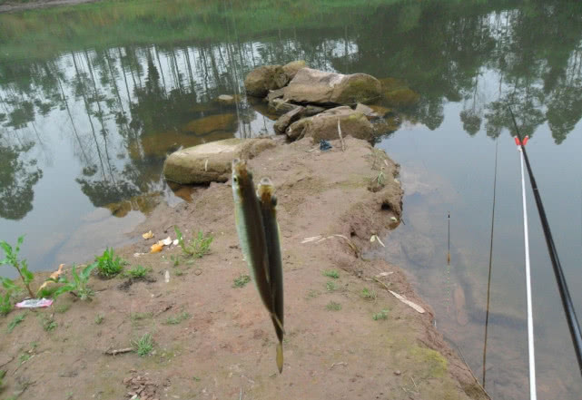 用饵料钓鱼小鱼闹窝怎么办,钓鲤鱼小鱼闹窝的最有效的方法