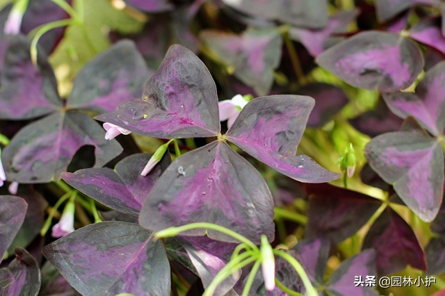 真正的蝶恋花图片,蝶恋花长什么样子