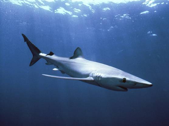 海洋十大速度最快鱼类,海洋十大鱼类最强排名