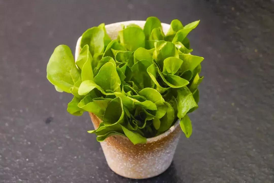 娴庡崡缇庨鎺掕姒滃墠鍗佸悕閾滈攨,娴庡崡鐏攨鎺掑悕绗竴鐨勫繀鍚冩