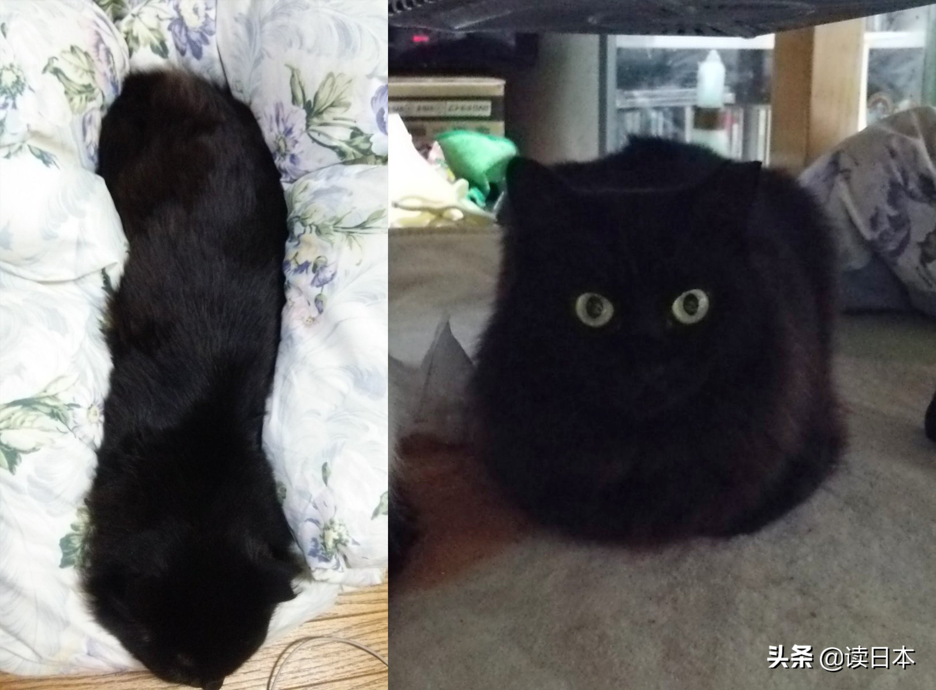 沙雕手办日本小哥,日本沙雕手办小哥哥