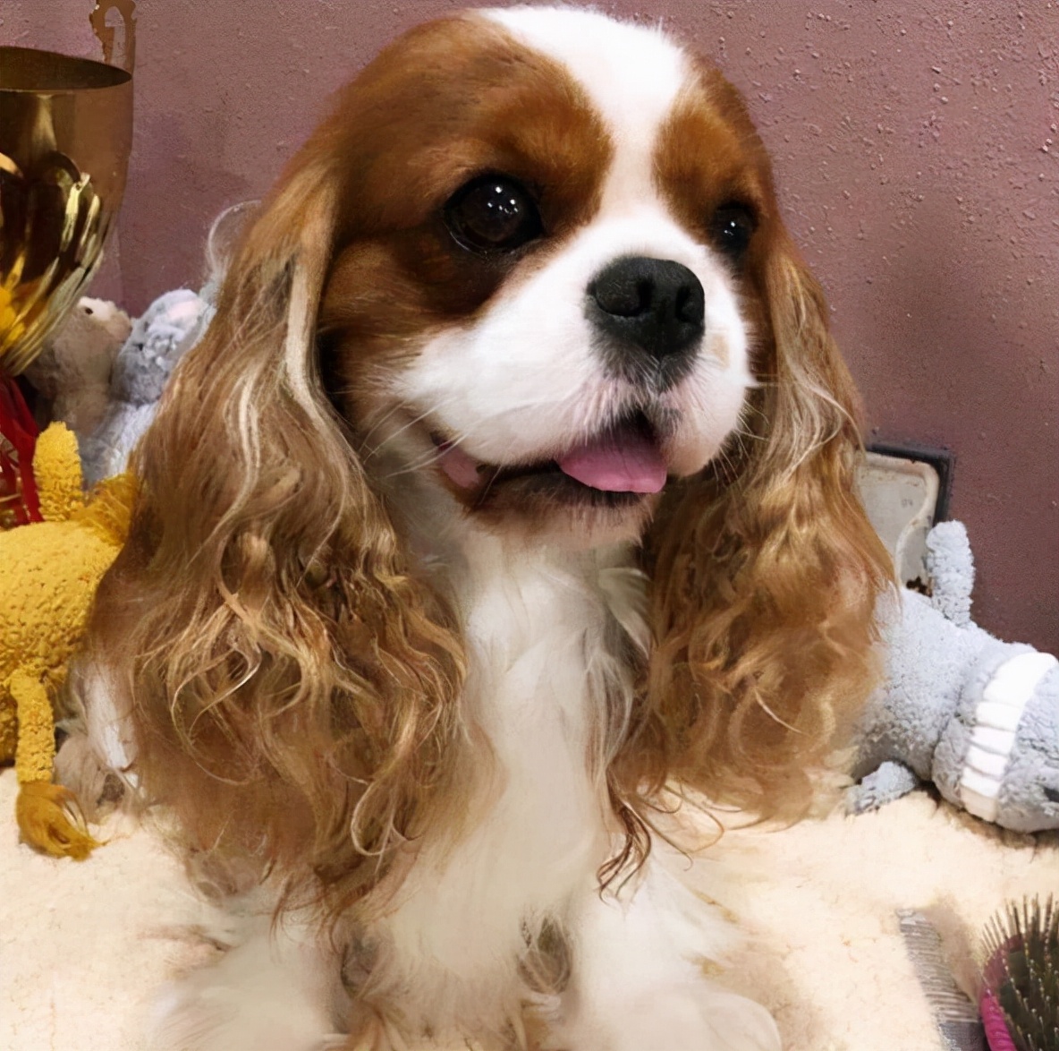 超可爱的8种狗看到都让人心动,最可爱的十种狗