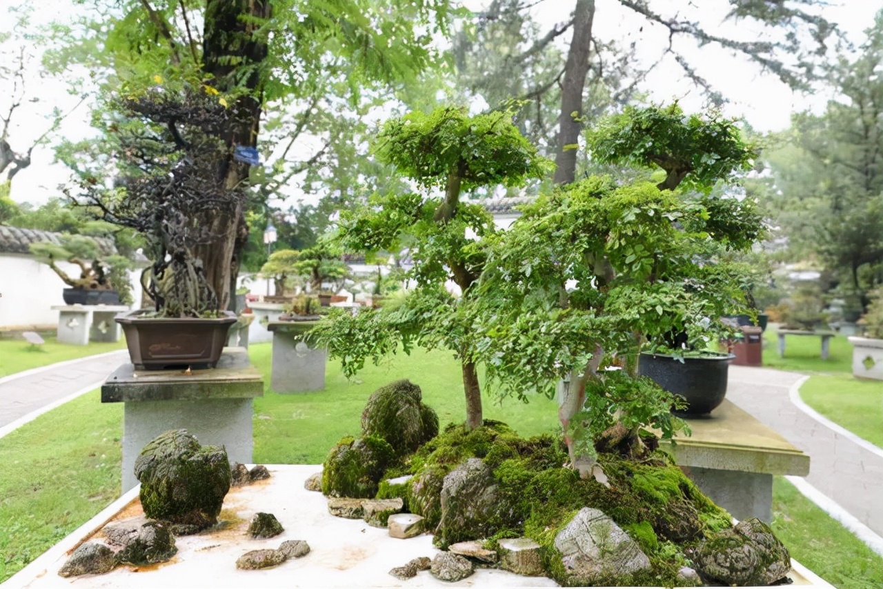 看盆景展里赏心悦目的盆景 (家有盆景茶余饭后赏心悦目)