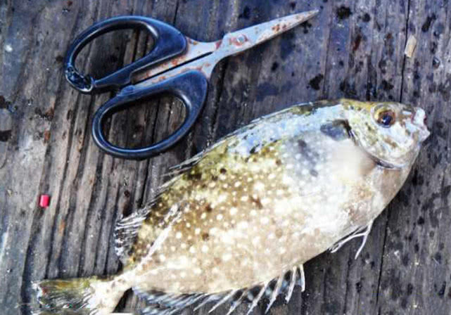 海边一种小不丁点大的泥猛鱼,刺得龇牙咧嘴,腹内有一股特殊的臭