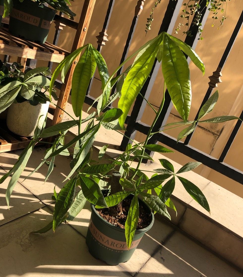 养好发财树好方法,发财树叶子长得繁茂还用修剪吗