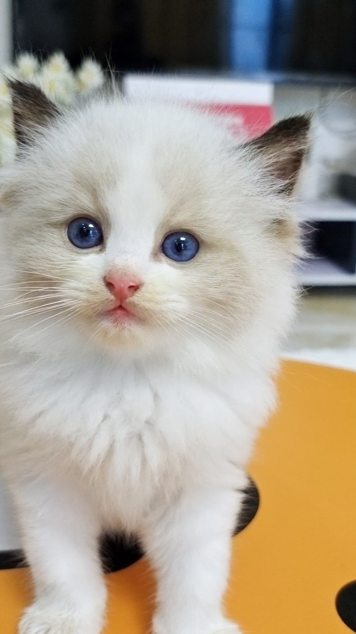 猫回家不吃不喝拉稀怎么回事,猫回家不应激