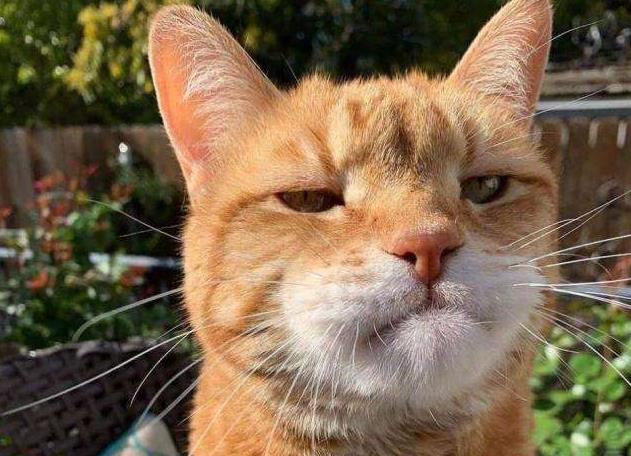 农村人又爱又恨的小昆虫，如今搬上餐桌，真下不去口