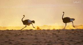 9.9恋爱游戏,9.9分恋爱番