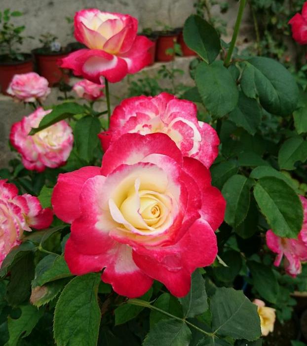 月季花有鸡粪怎么处理,养月季用什么粪