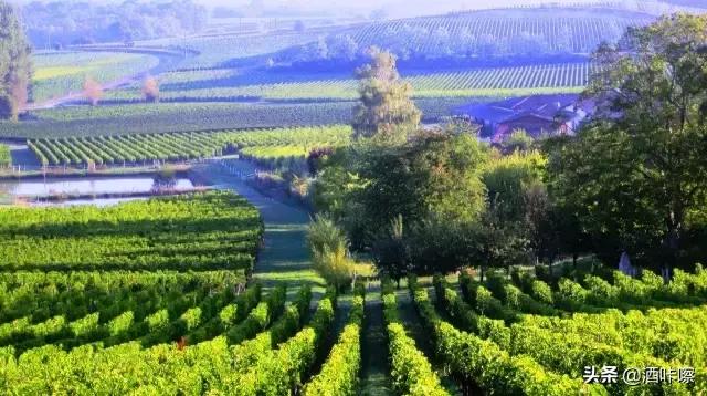 葡萄品种赤霞珠和美乐,赤霞珠与美乐葡萄哪个好