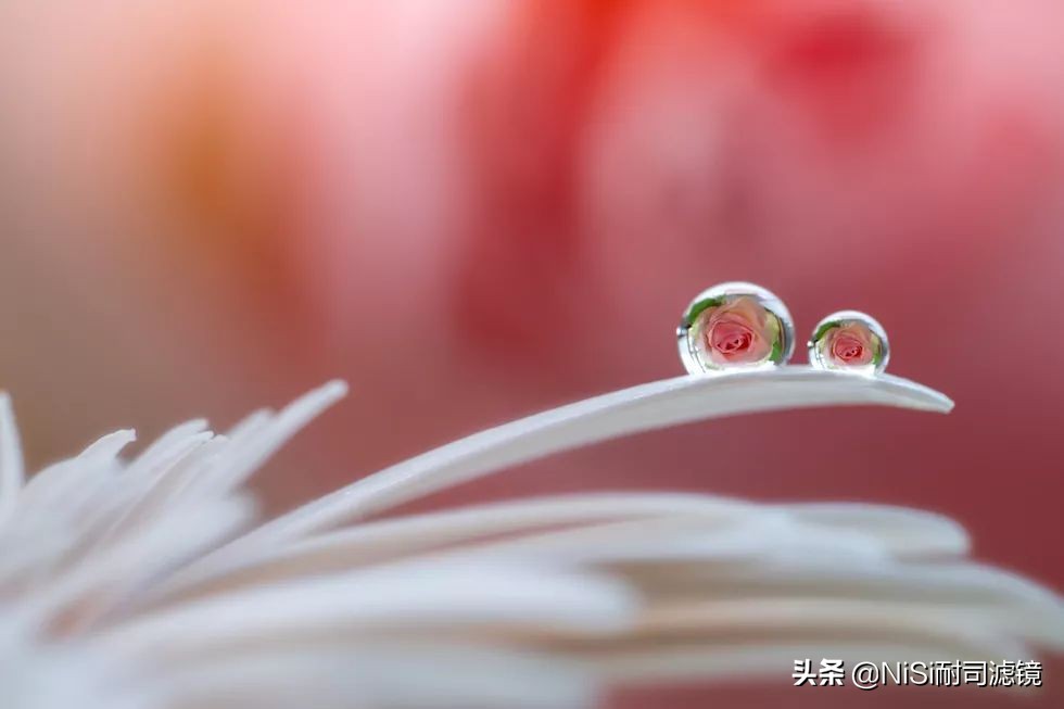 微距摄影蚂蚁,蚂蚁微距100倍镜头