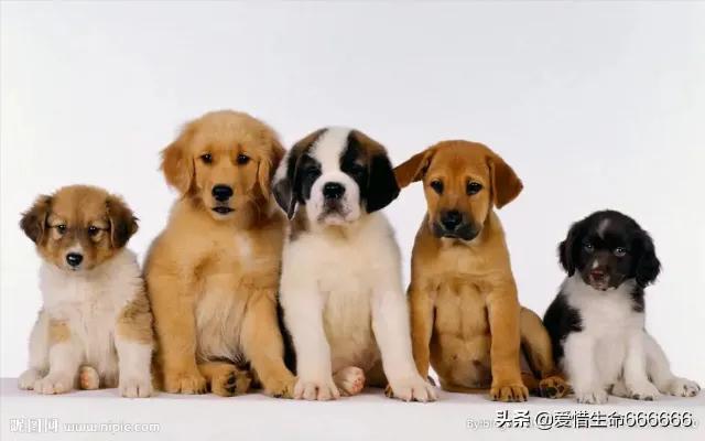 狗狗没有朋友怎么办,狗狗没有食物怎么处理