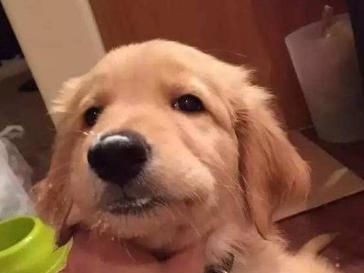 金毛幼犬的正确饲养方法,金毛幼犬轻微护食怎么办