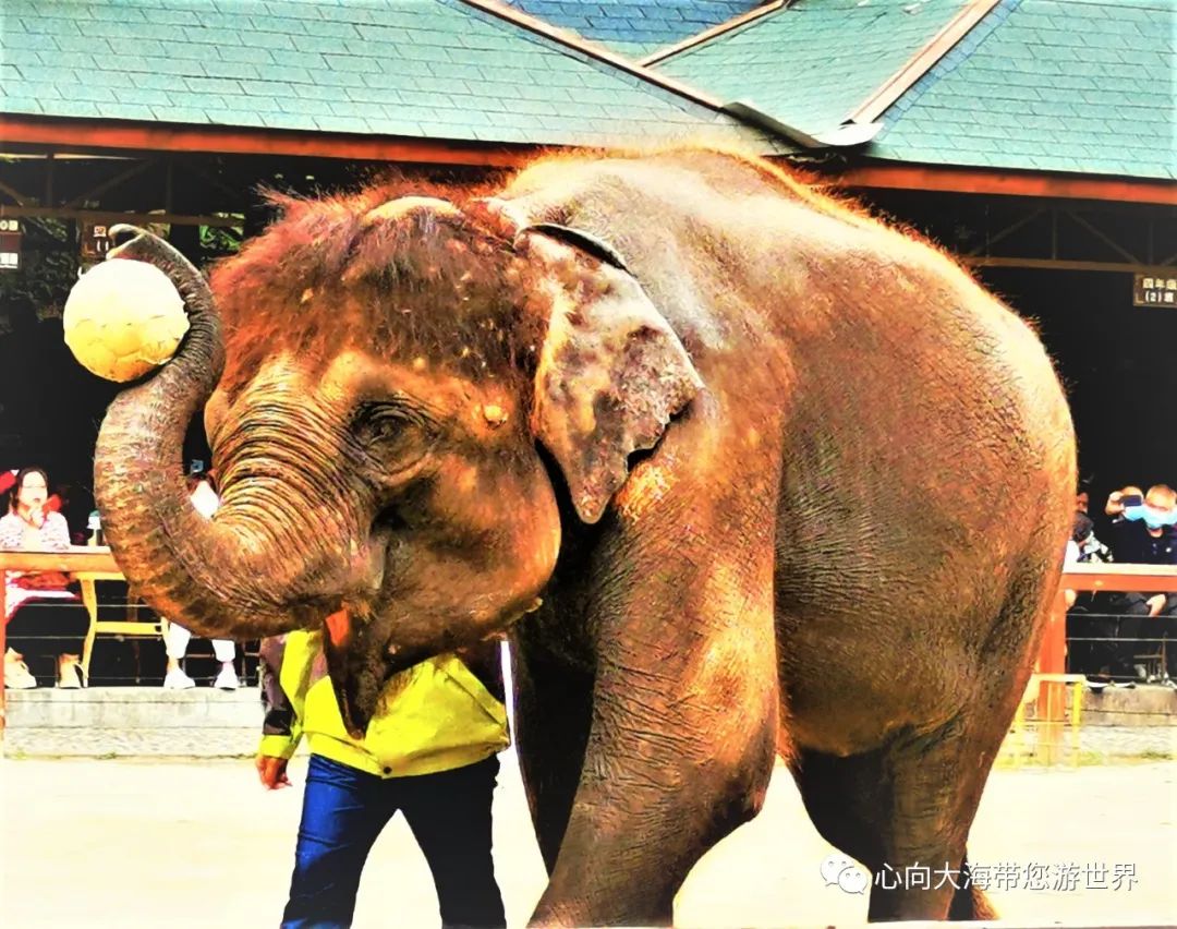 彩云之南版纳行,版纳之旅看大象
