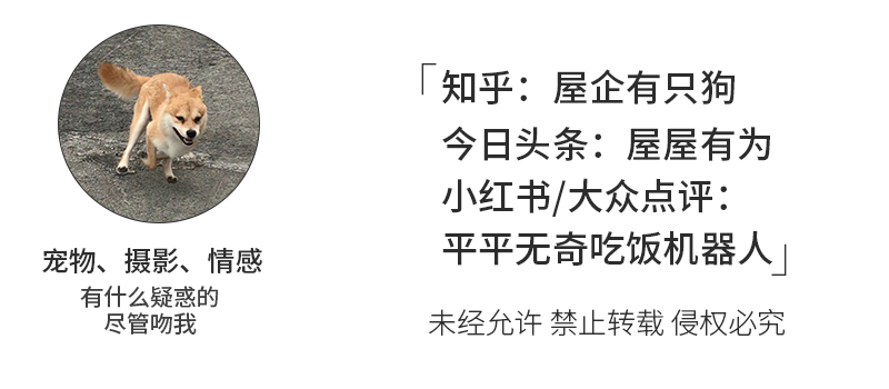 新手养猫去宠物店挑猫避雷,养猫需要哪些地方避雷