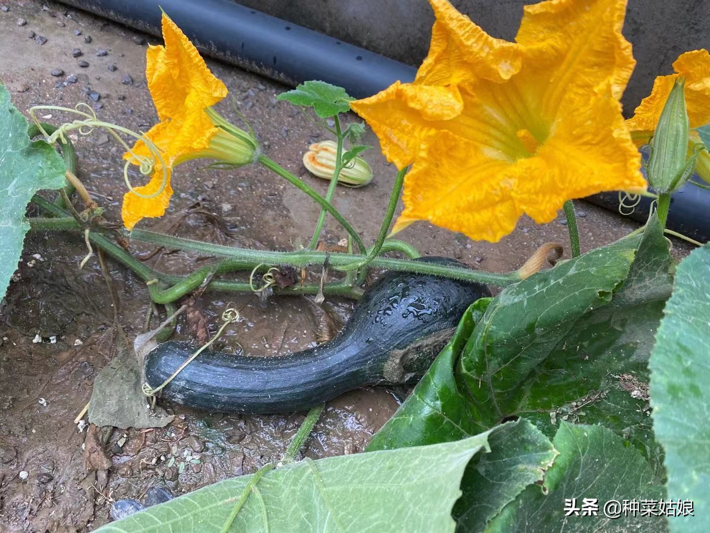 南瓜正确的修剪方法幼瓜才能多结,南瓜怎样管理才会多结瓜