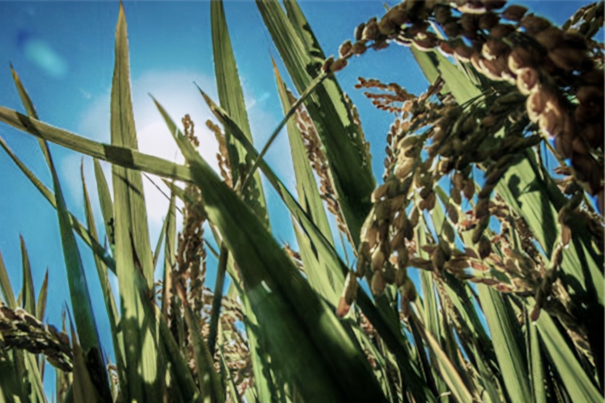 辛弃疾半夜写西江月,辛弃疾西江月写于哪一年