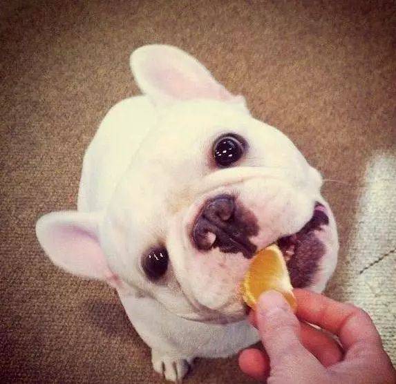 狗误食多久催吐,狗狗误食异物催吐后怎么护理