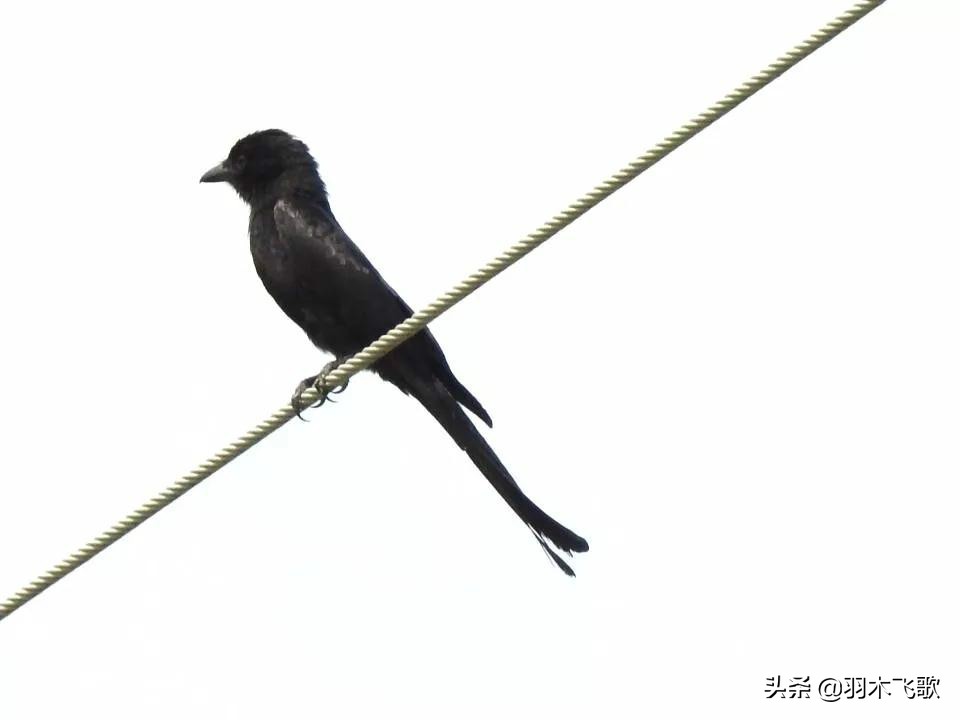 观鸟入门,观鸟小贴士