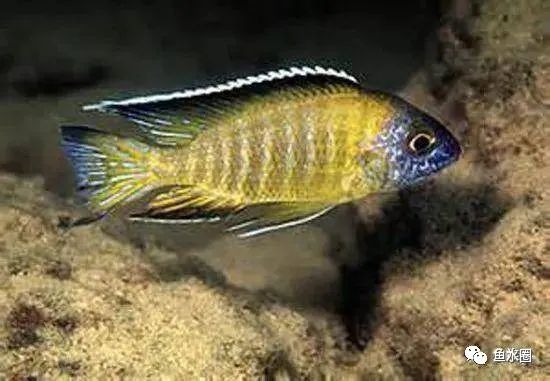 三湖慈鲷马鲷孔雀珍珠系能长多大,三湖慈鲷之孔雀