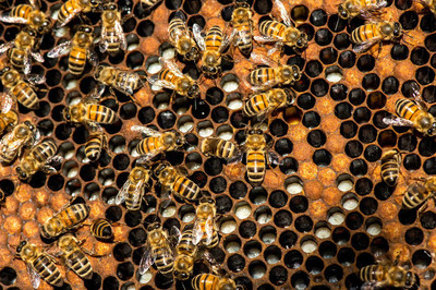 蜂群繁殖发展时期，查找蜂王较难，养蜂人发现蜂群失王的处理方法