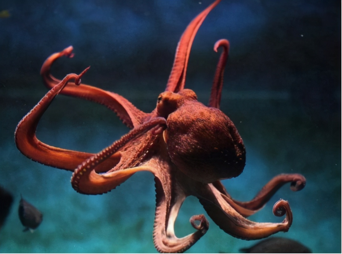 章鱼真的是外星来客吗,章鱼是不是外星生物