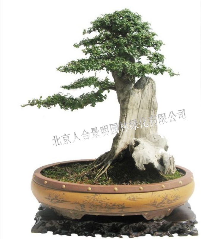 精品对节白蜡盆景价格,对节白蜡盆景老桩购买