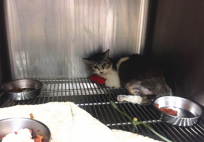 15岁猫咪慢性肾病治疗,猫咪肾病