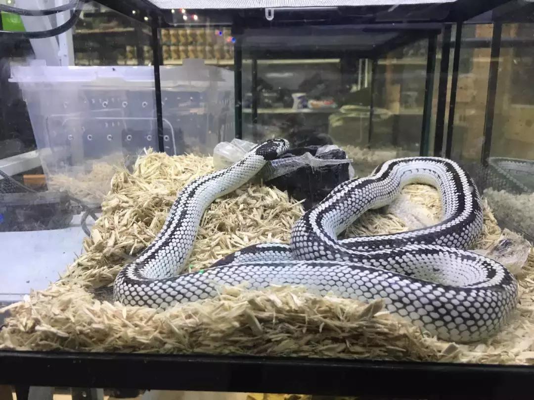 出售巨蜥,养粗脖巨蜥合法吗